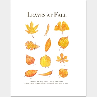 golden leaves in autumn Posters and Art